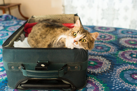 Going on Holiday? How to Support Your Cat: A Kitty's Point of View