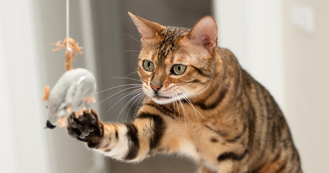 14 DIY Ideas to Make For Your Cat