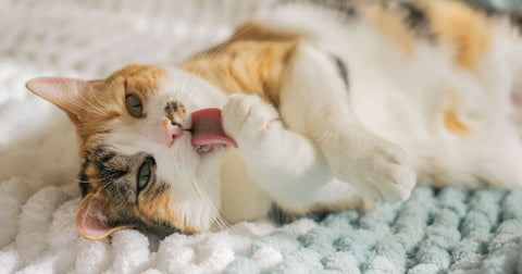 How Can I Help My New Kitten Adjust? 27 Tips And Training Points To Know!