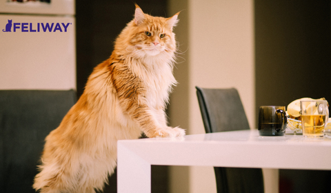 What Do Cats Think About All Day? A Kitty’s Point Of View!