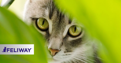 How To Gain A New Cat's Trust