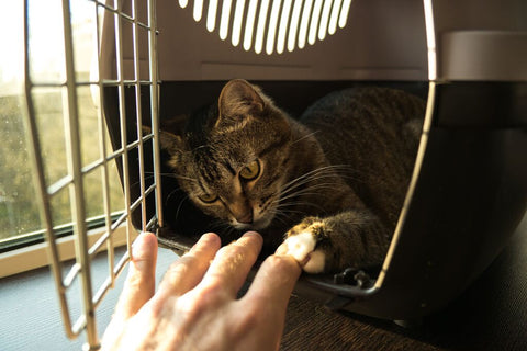 How to Choose the Right Carrier for Your Cat!