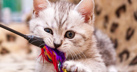 9 Playtime Tips For Happy Playful Kittens!