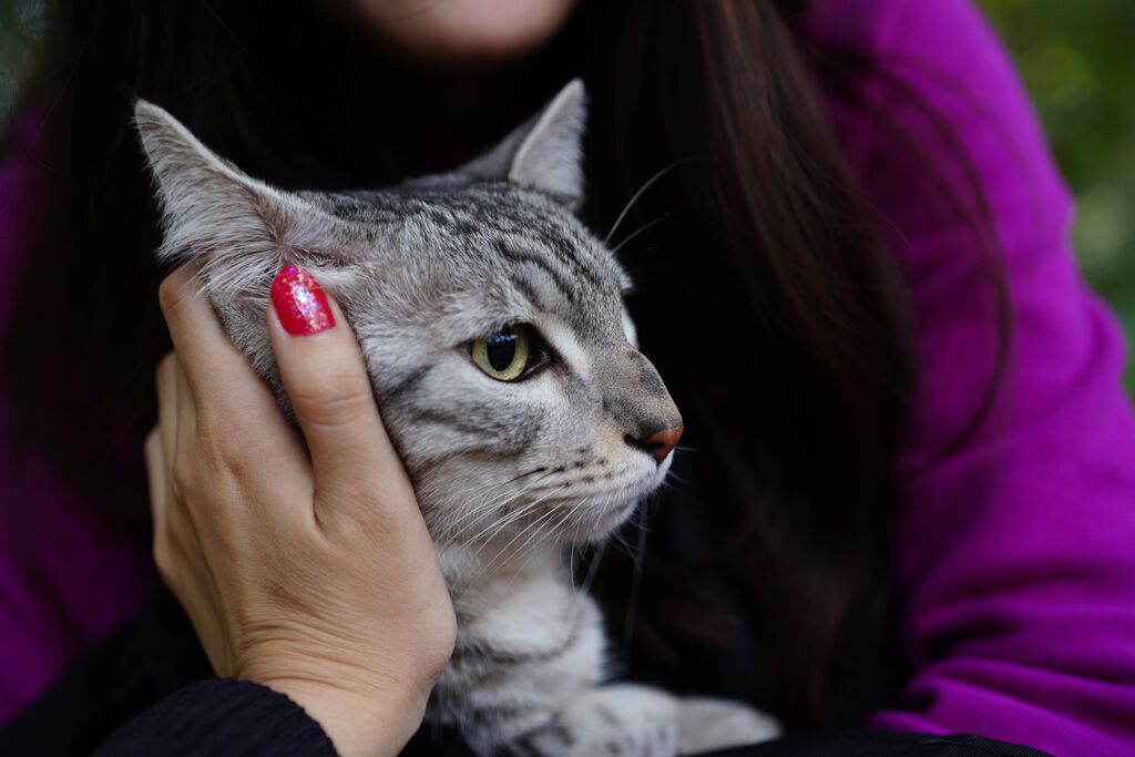 Do Cats Recognise Their Name? A Happy Cat Expert Explains