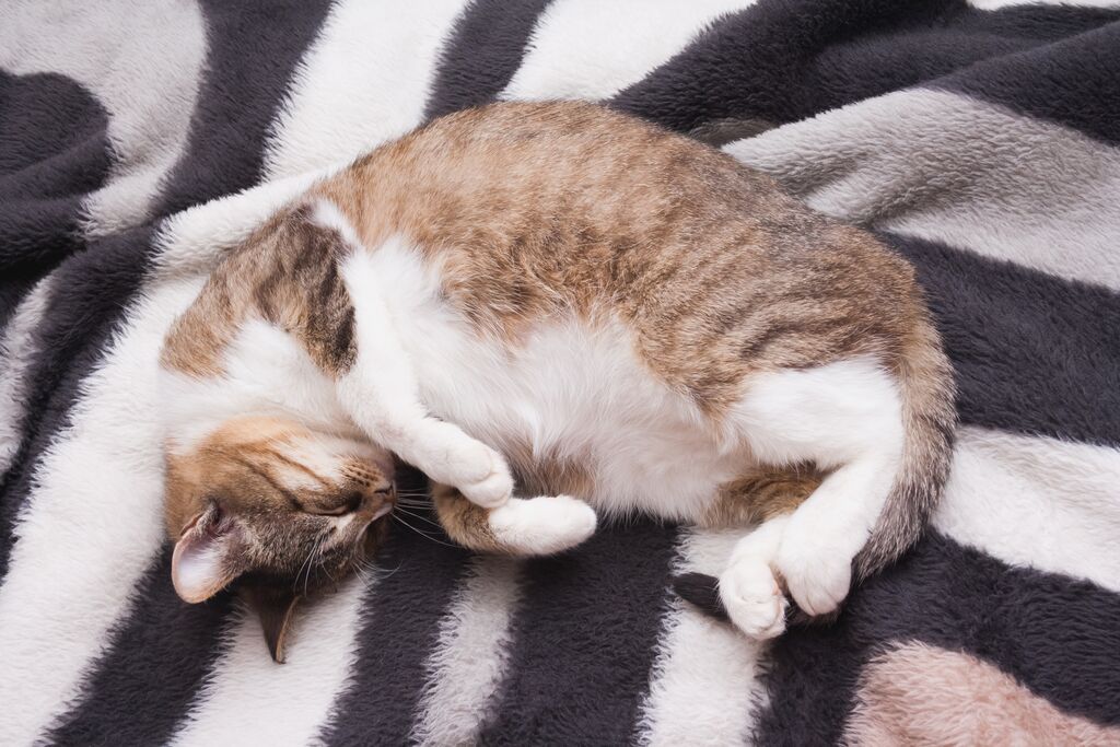 6 Tips for Improving the Well-Being of a Pregnant Cat