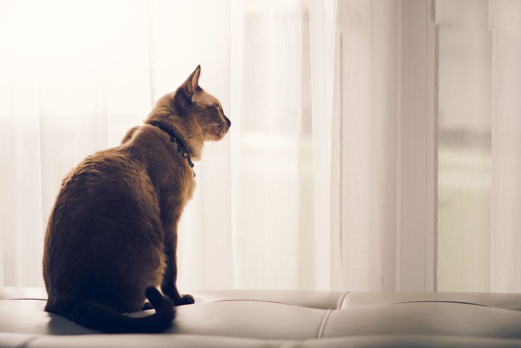 Is My Indoor Cat Lonely? A Kitty’s Point Of View!