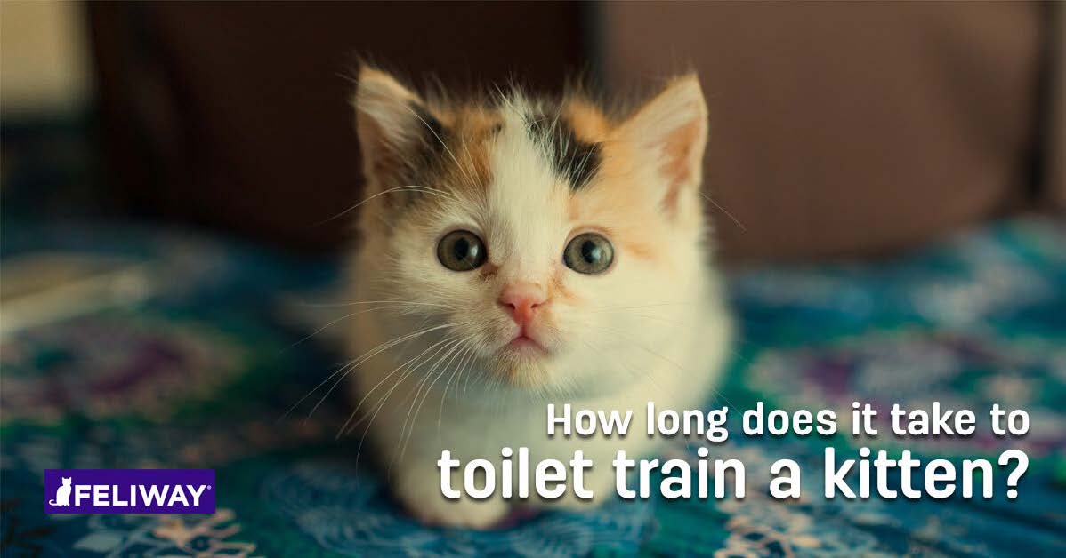 How Long Does It Take To Litter Train A Kitten?