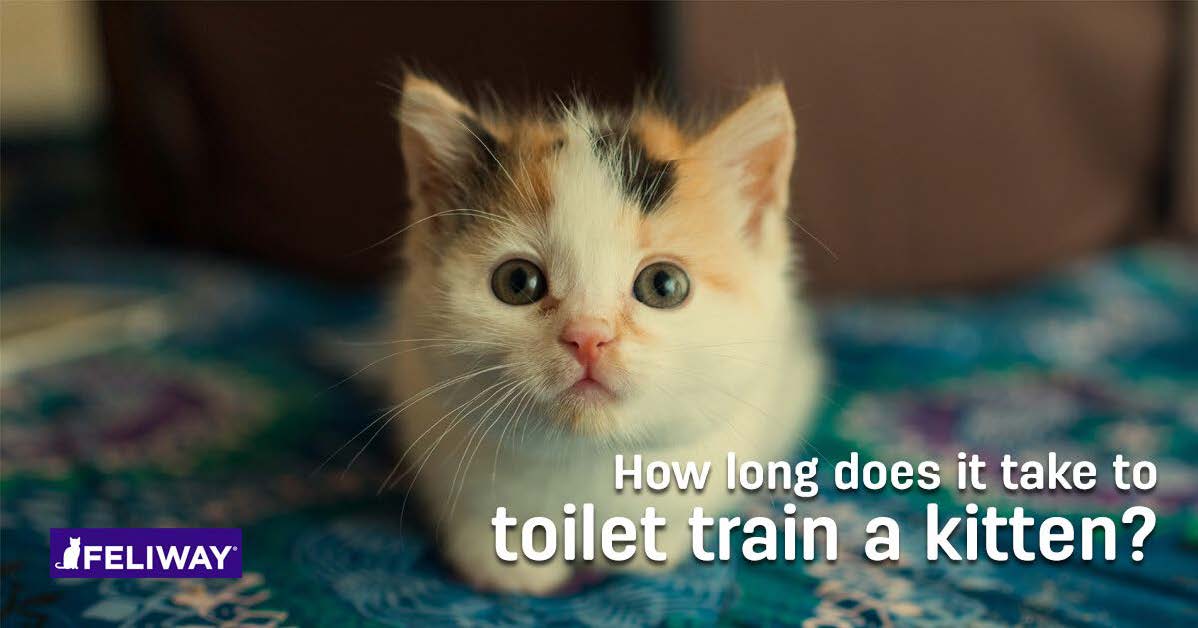 How Long Does It Take To Litter Train A Kitten how-long-does-it-take-to-litter-train-a-kitten