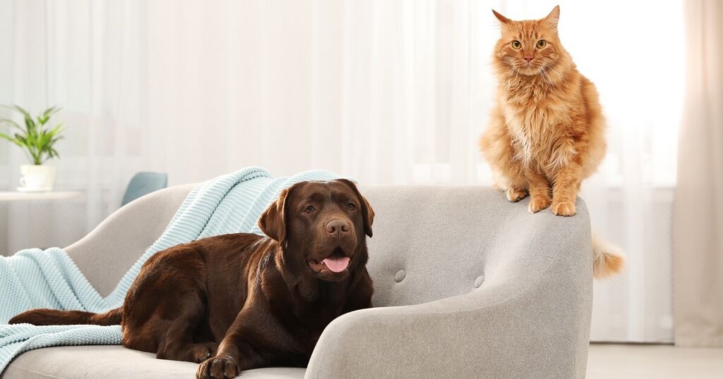 Can FELIWAY Be Used For Dogs?