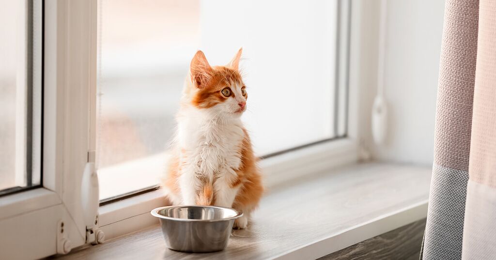 7 Reasons Your New Kitten Might Not Be Eating