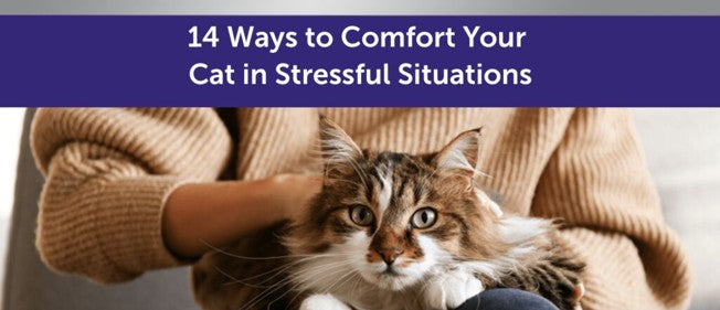 14 Ways to Comfort Your Cat in Stressful Situations