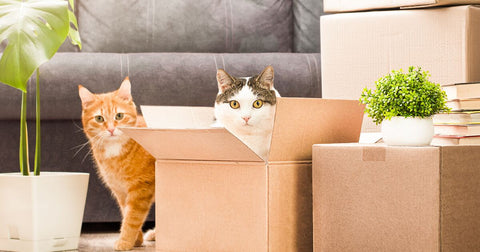 Why do they do that: insist on cardboard boxes so much?