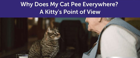 Why Does My Cat Pee Everywhere? A Kitty's Point of View