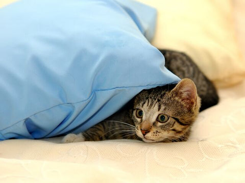 How Much Space Does a Cat Need?