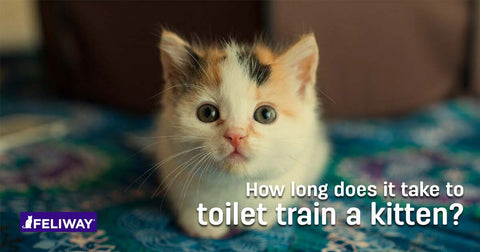 How Long Does It Take To Litter Train A Kitten?