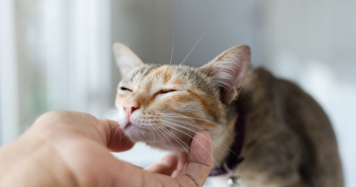 A Cat’s Sense of Touch: A Happy Cat Expert Explains