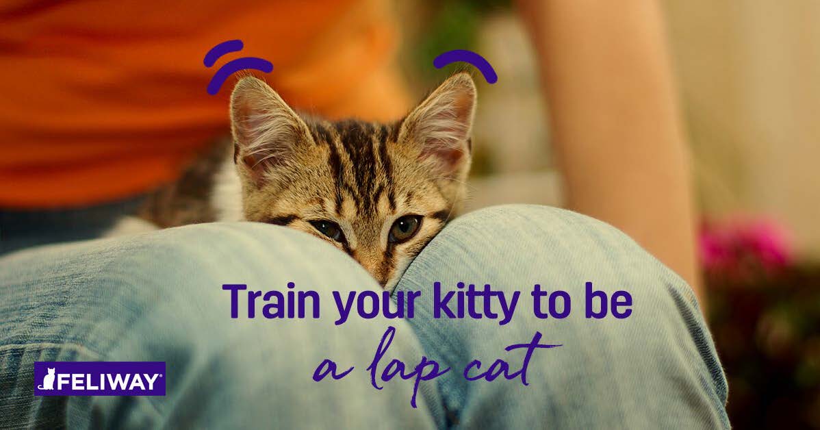 How To Train Your Kitten To Be a Lap Cat - 9 Tips