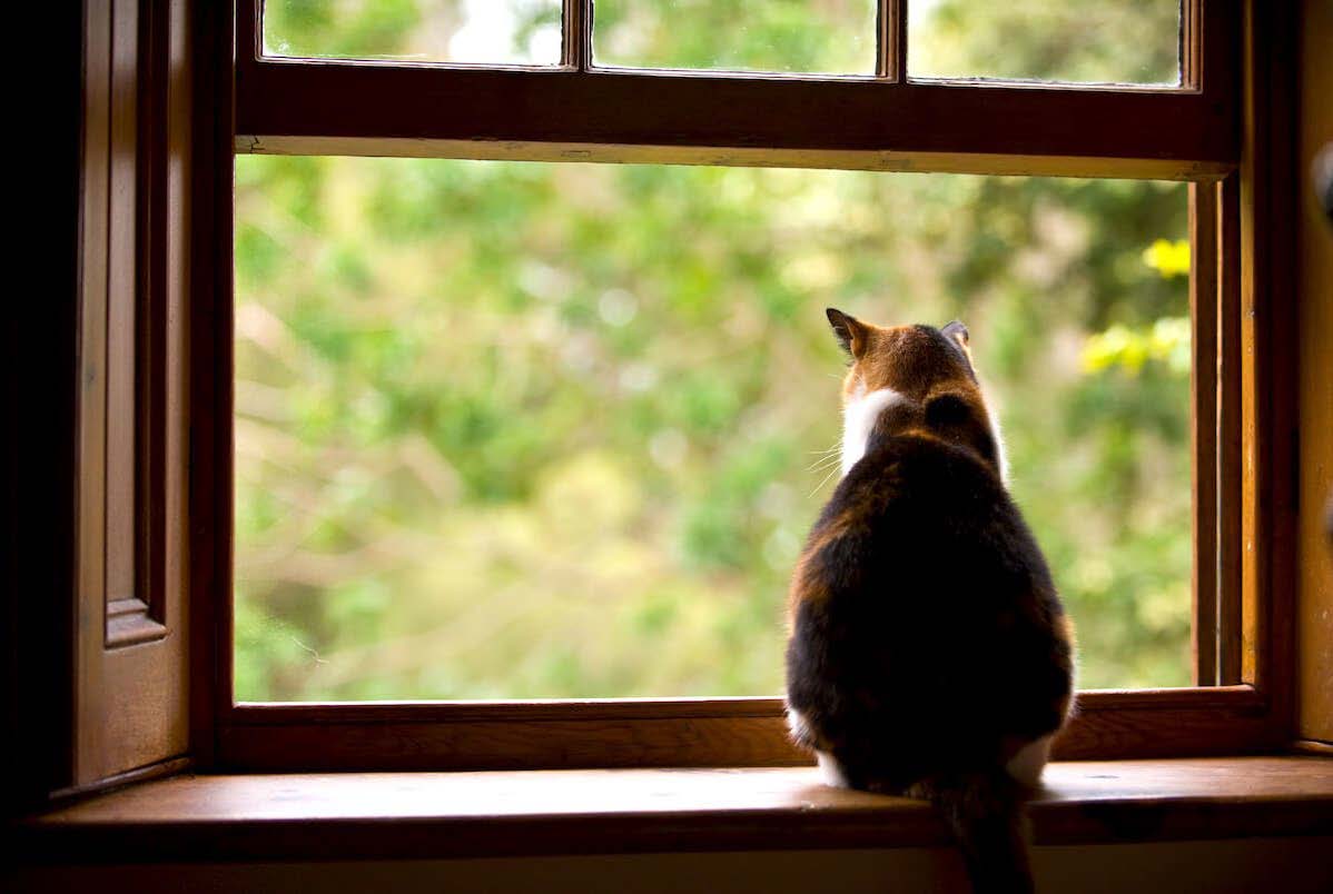 A Kitty's Point of View: 'There's Another Cat in my Territory'