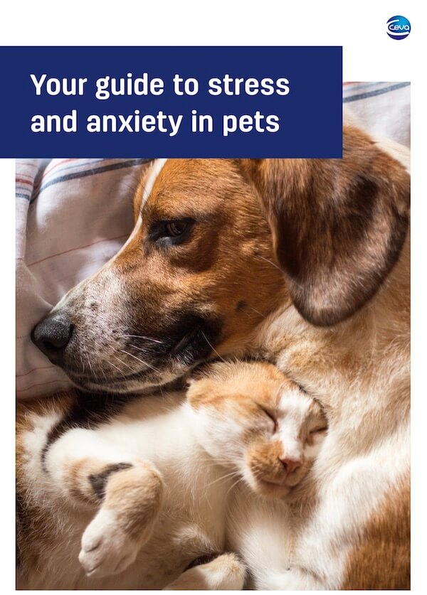 Pet Anxiety Disorders And Exercise photo