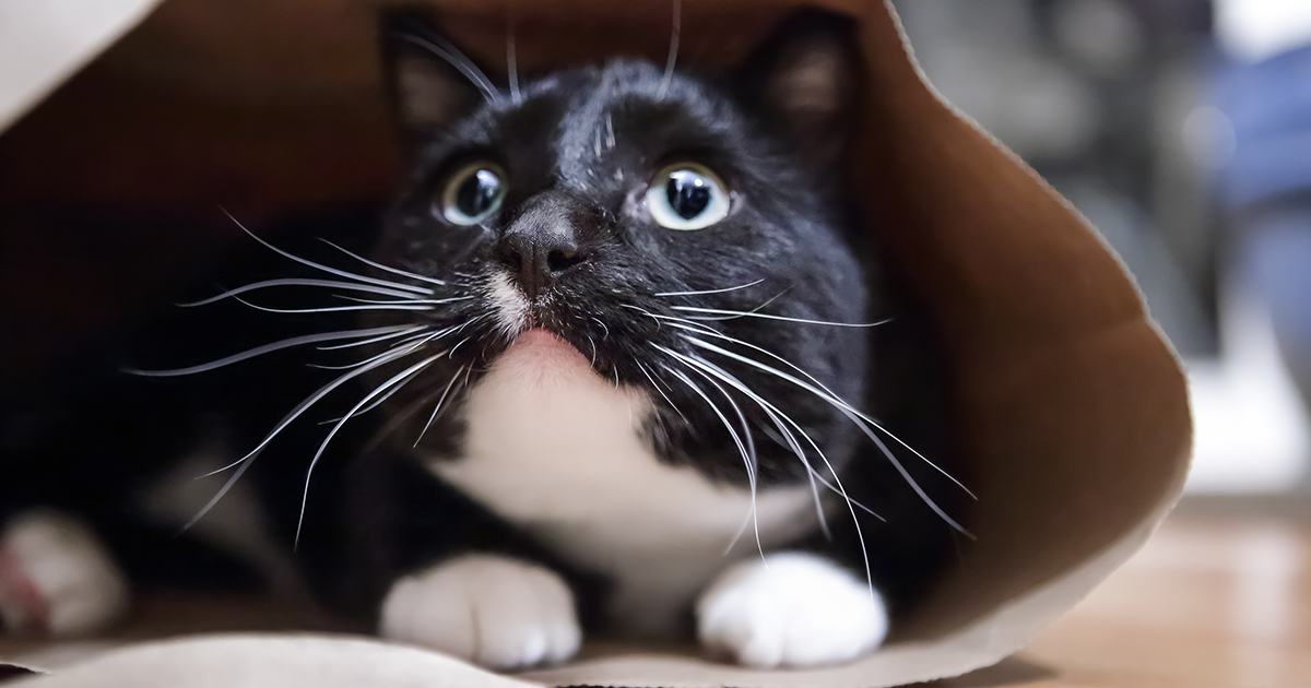 5 Reasons Your Cat May Be Feeling Stressed