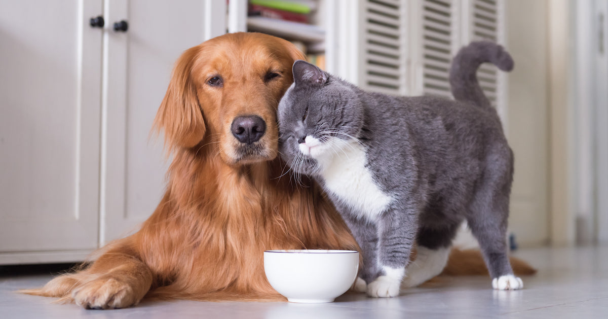 How to turn your cats and dogs into best buds!